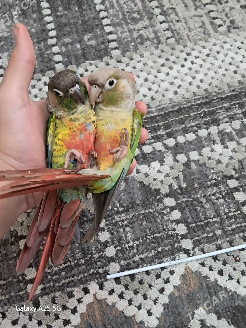 popugay pirrura - Aşgabat - img 2