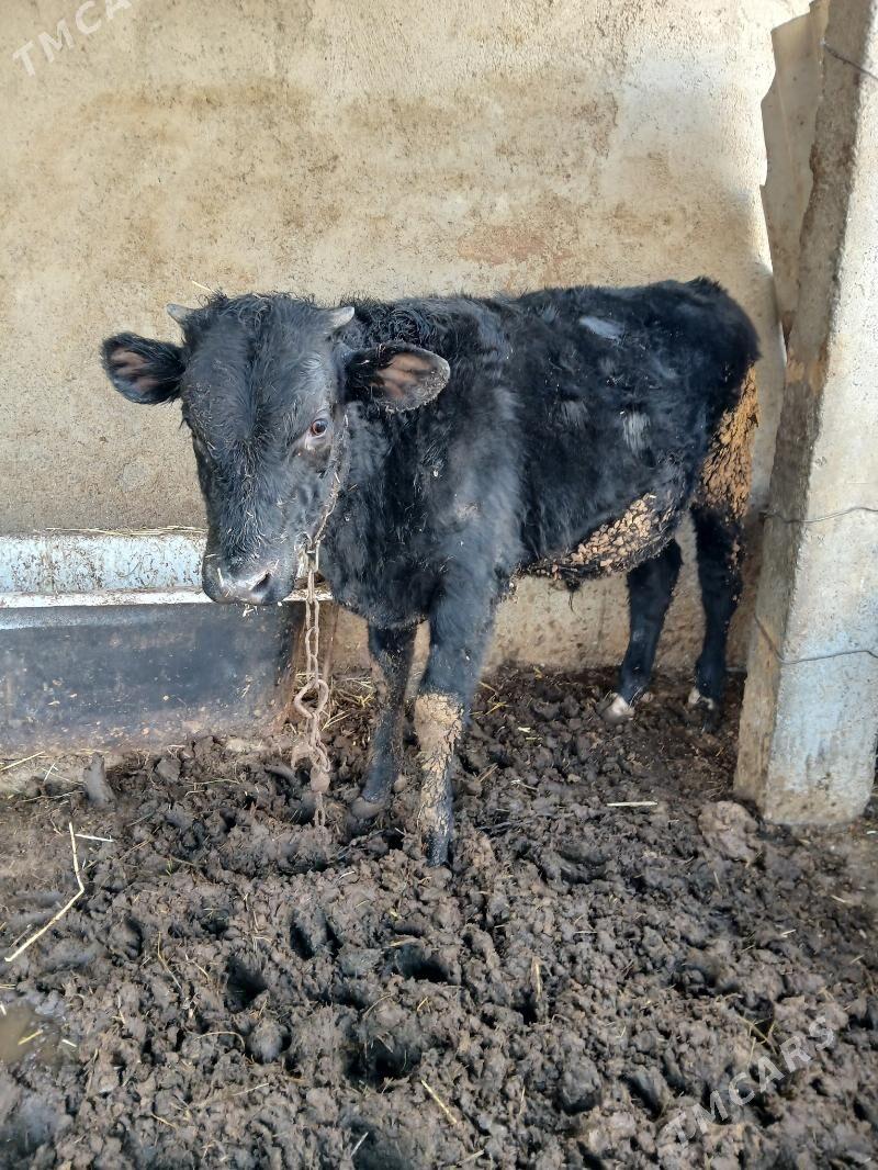 Okuz - Гёкдепе - img 1