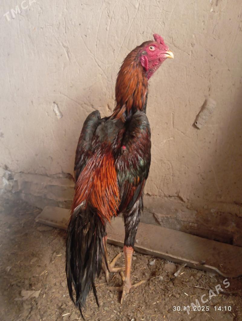 TASGENT HORAZ - Murgap - img 4