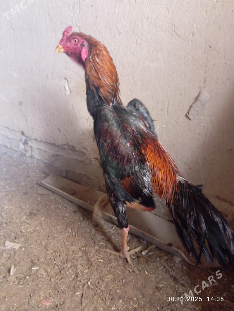 TASGENT HORAZ - Murgap - img 5