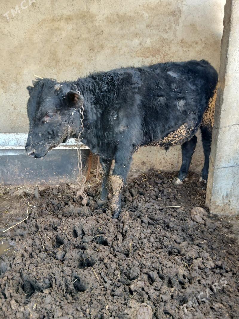 Okuz - Гёкдепе - img 4