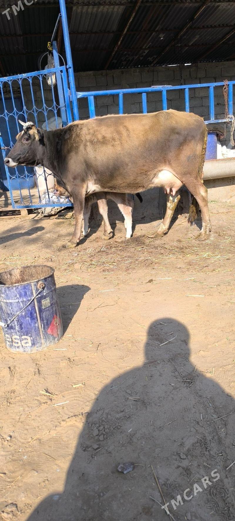 Göleli sygyr - Çoganly - img 2