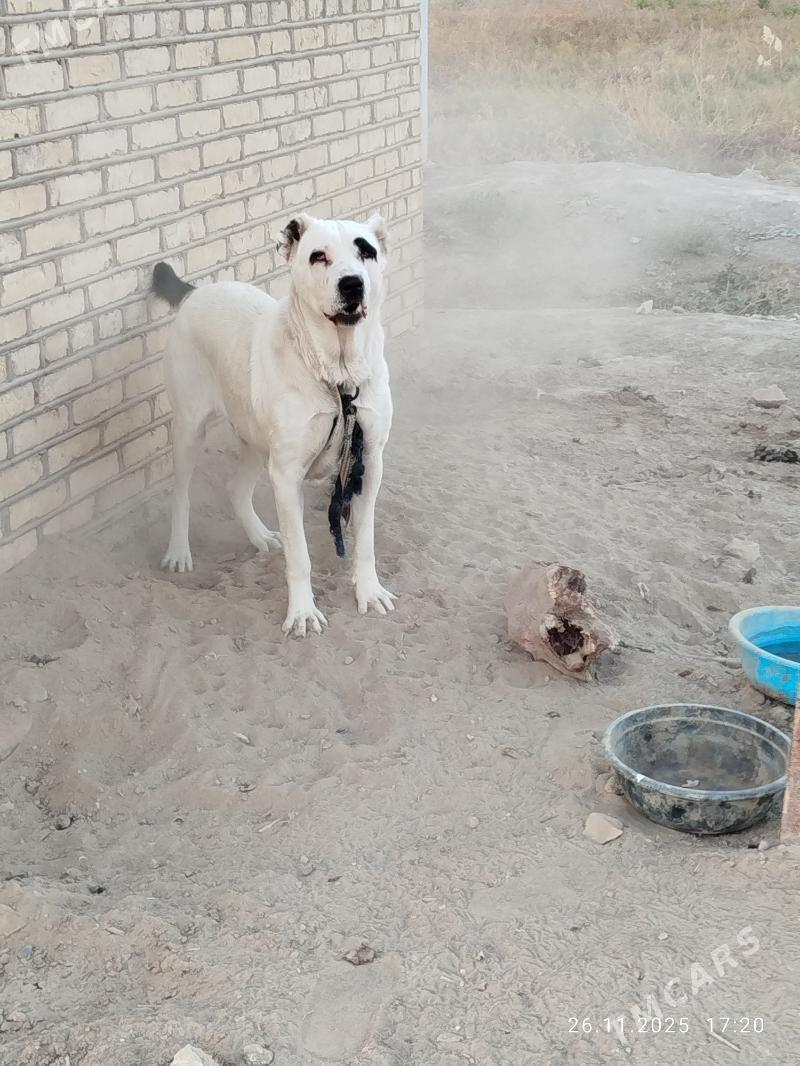 gara goz. - Мургап - img 4