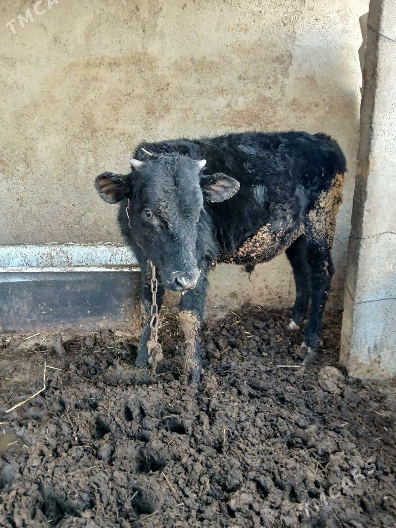 Okuz - Гёкдепе - img 3