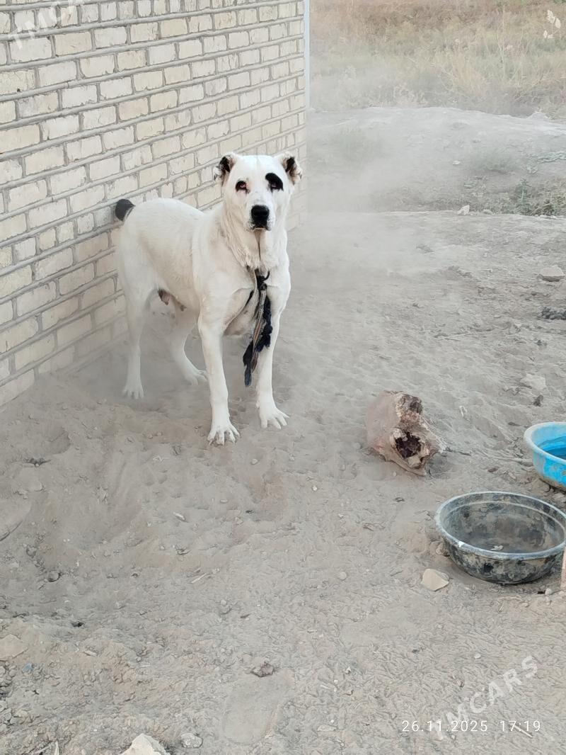 gara goz. - Мургап - img 5