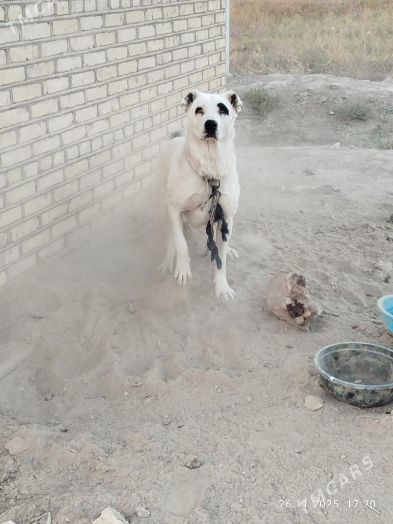 gara goz. - Мургап - img 3