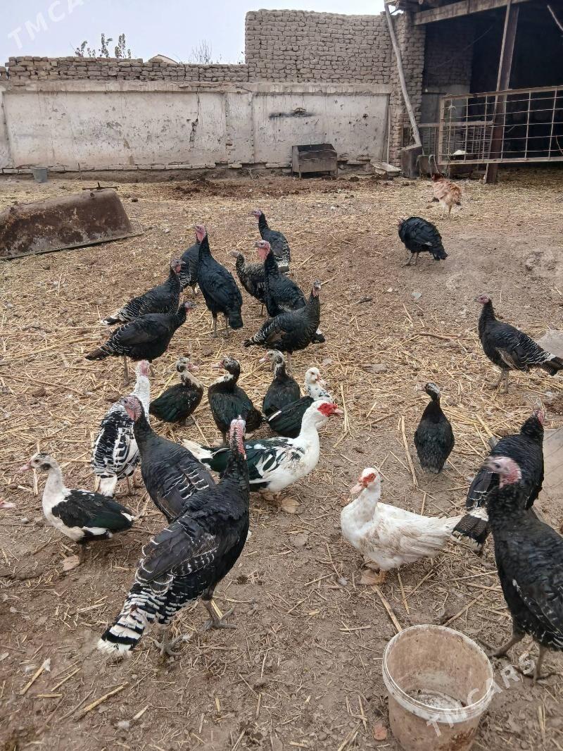 индюк - Шабатский этрап - img 3