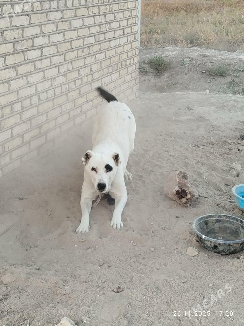 gara goz. - Мургап - img 2