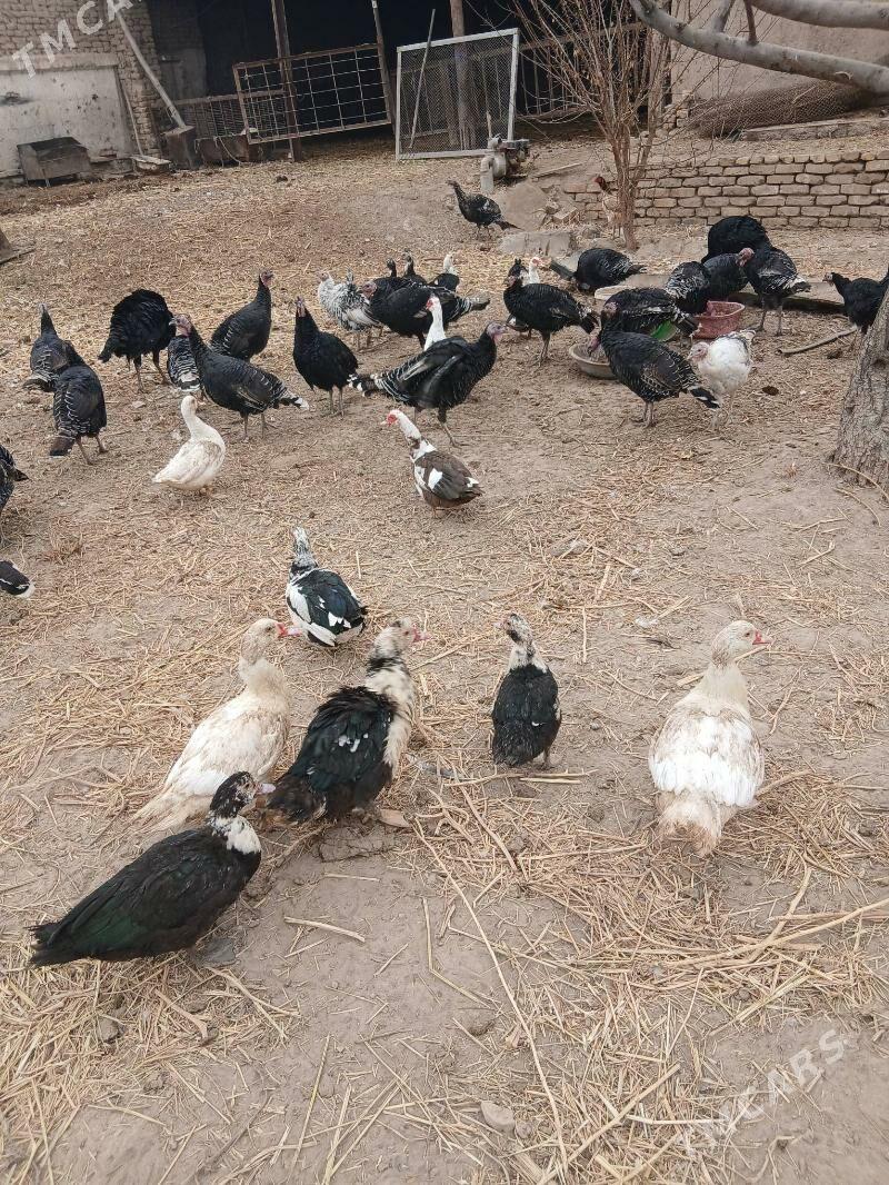 индюк - Шабатский этрап - img 5