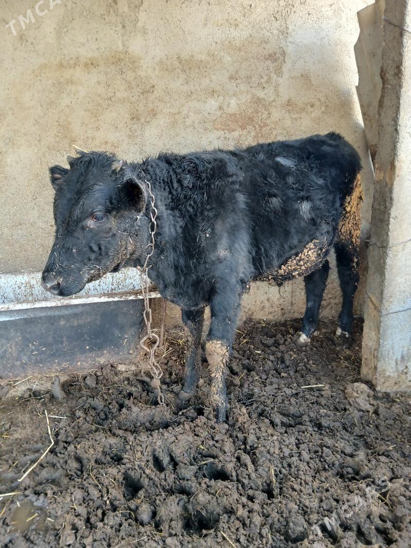 Okuz - Гёкдепе - img 5