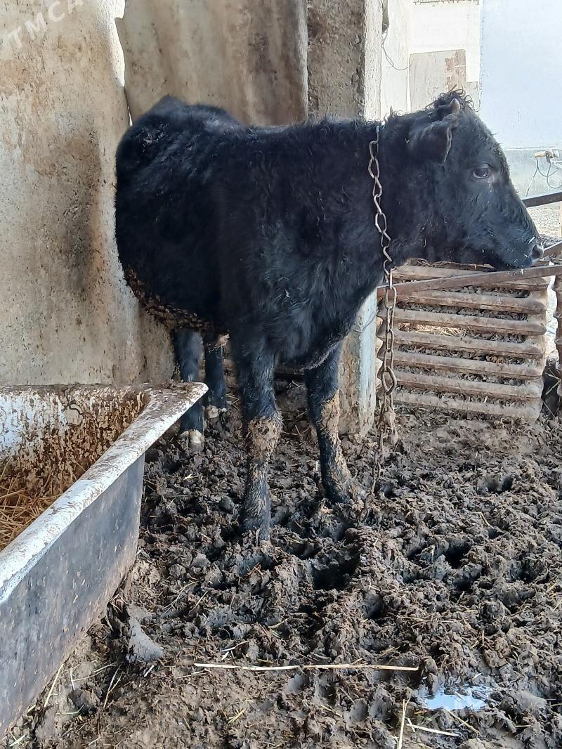 Okuz - Гёкдепе - img 6