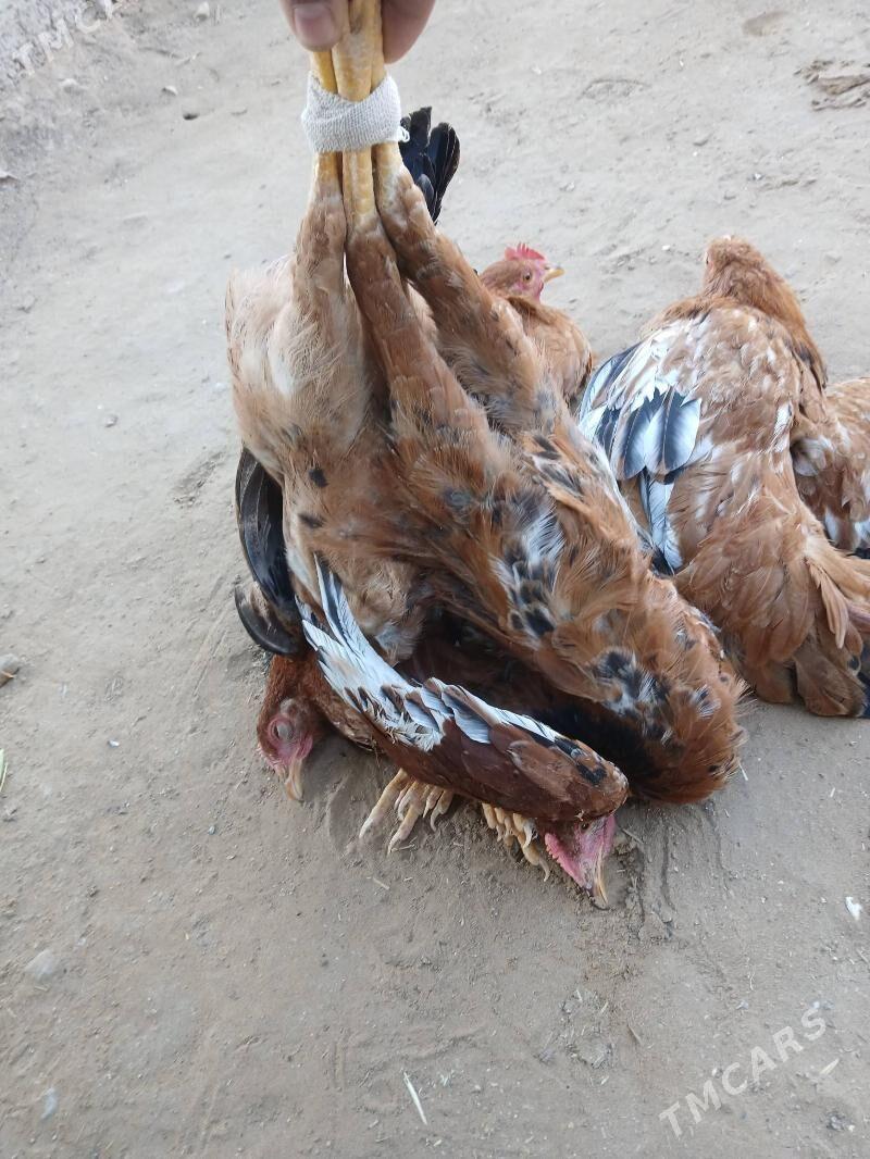 towuk jüýje - Сакарчага - img 6