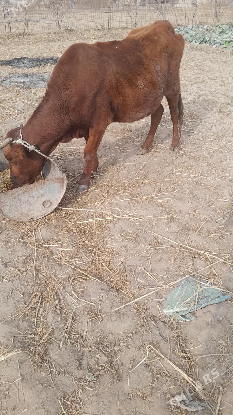 bogaz sygyr - Şabat etr. - img 3