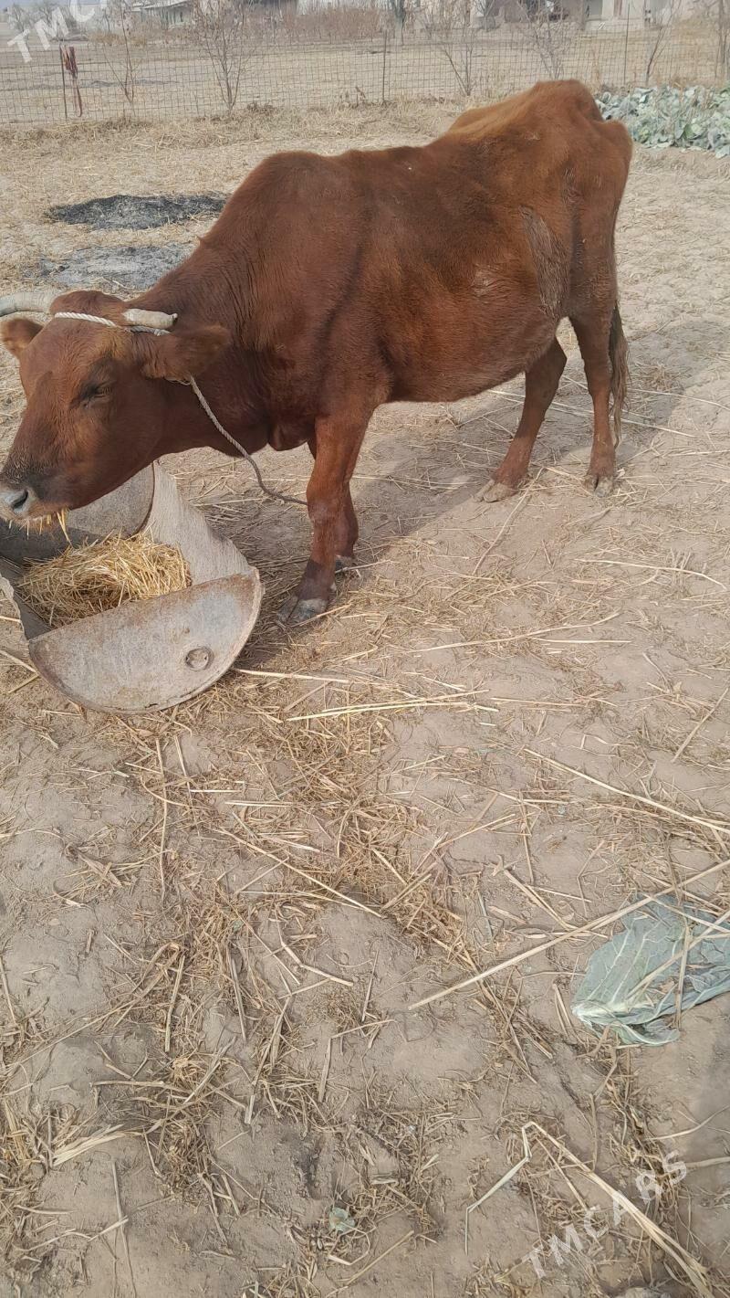 bogaz sygyr - Şabat etr. - img 2