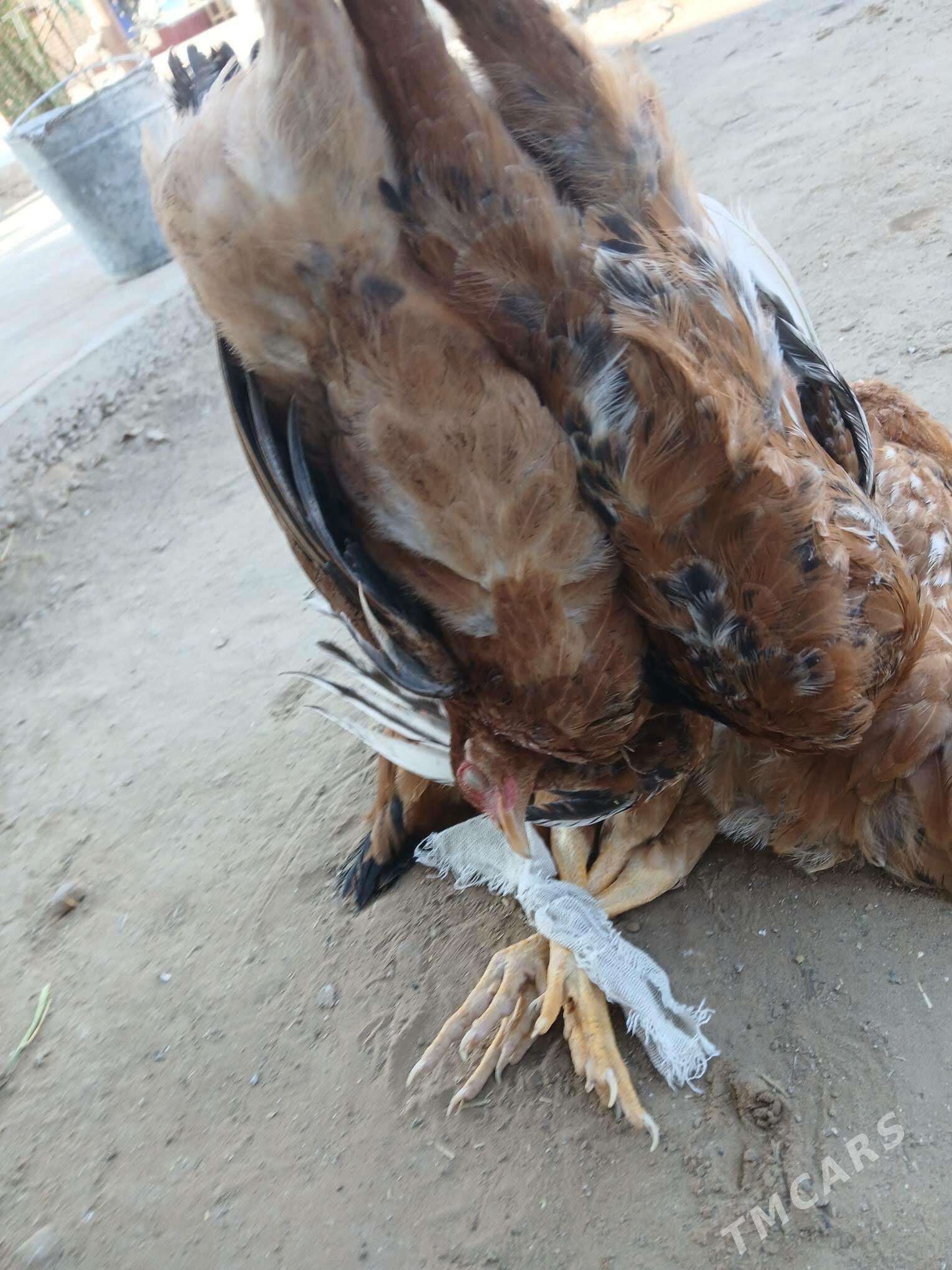 towuk jüýje - Сакарчага - img 8