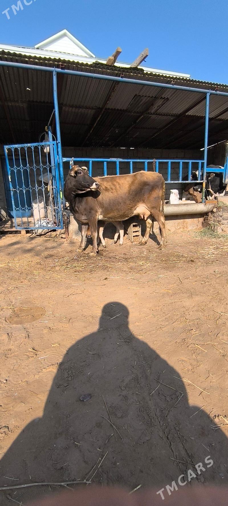 Göleli sygyr - Çoganly - img 3