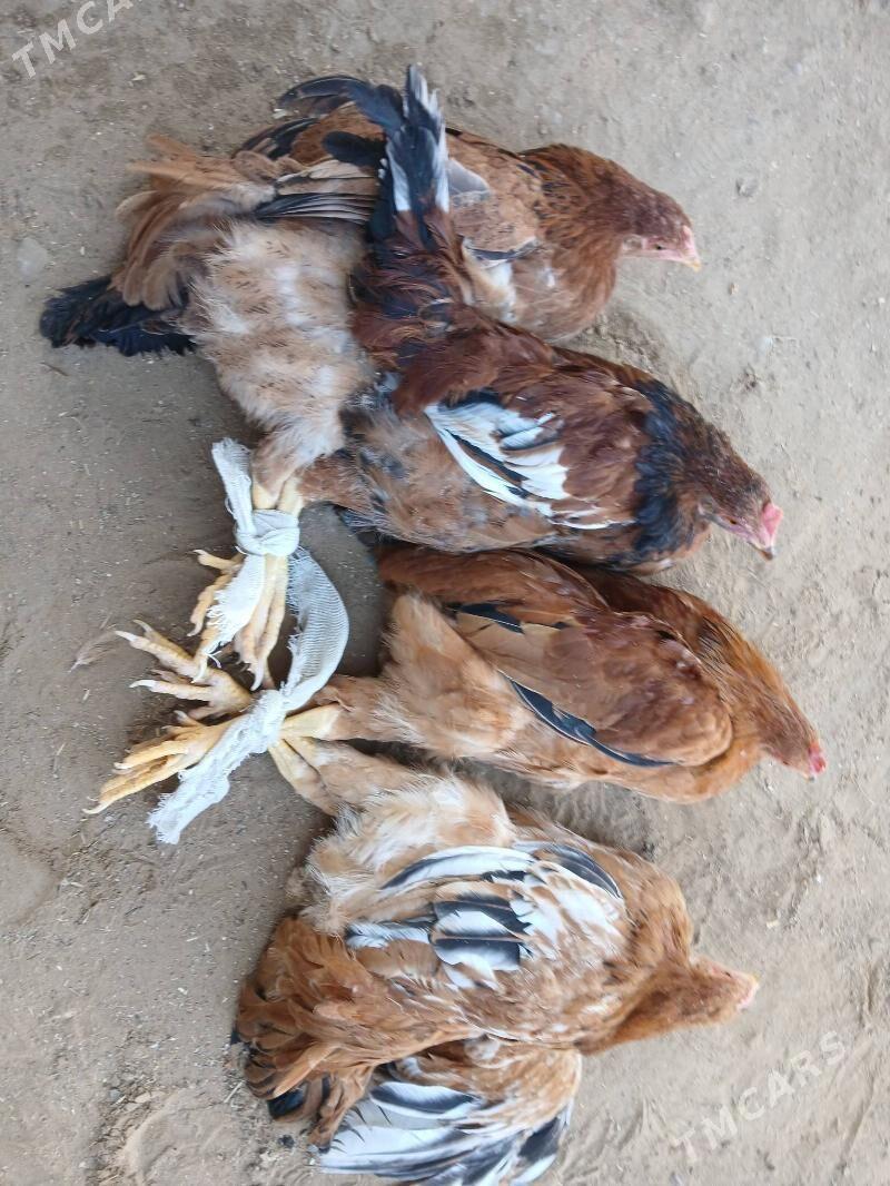 towuk jüýje - Сакарчага - img 7