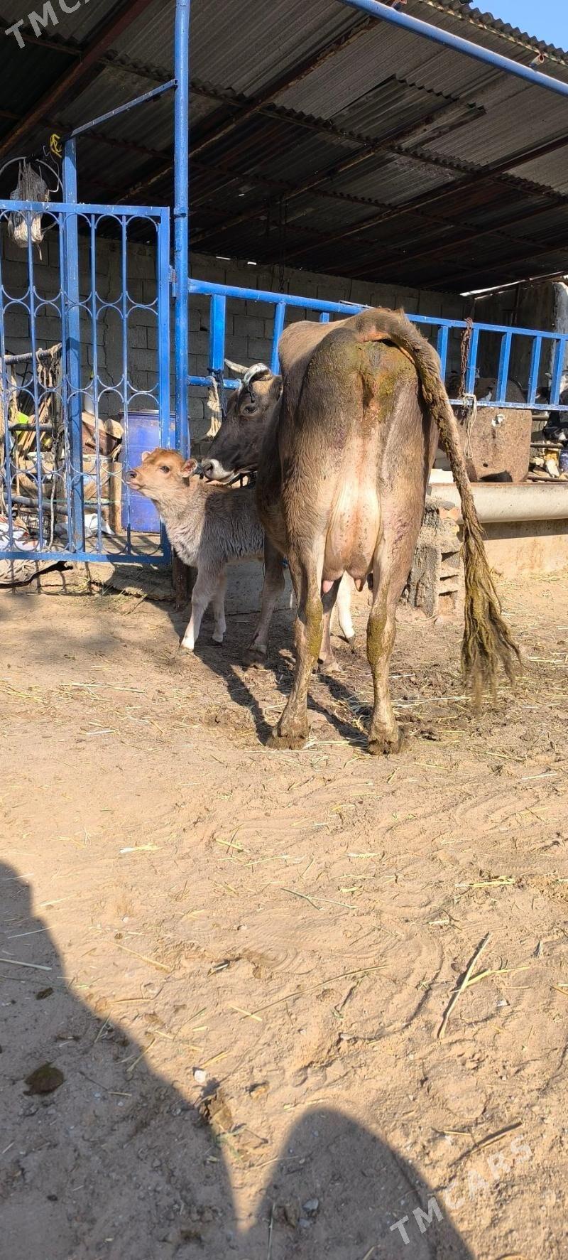 Göleli sygyr - Çoganly - img 4