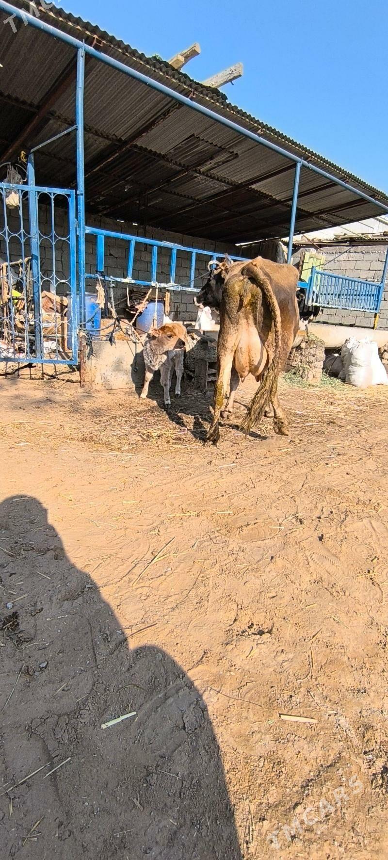 Göleli sygyr - Çoganly - img 5