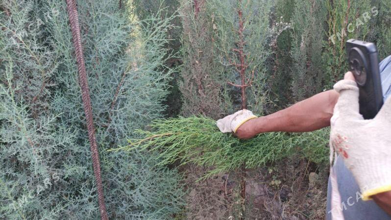 аризонка кипарис йолка - Сакар - img 3