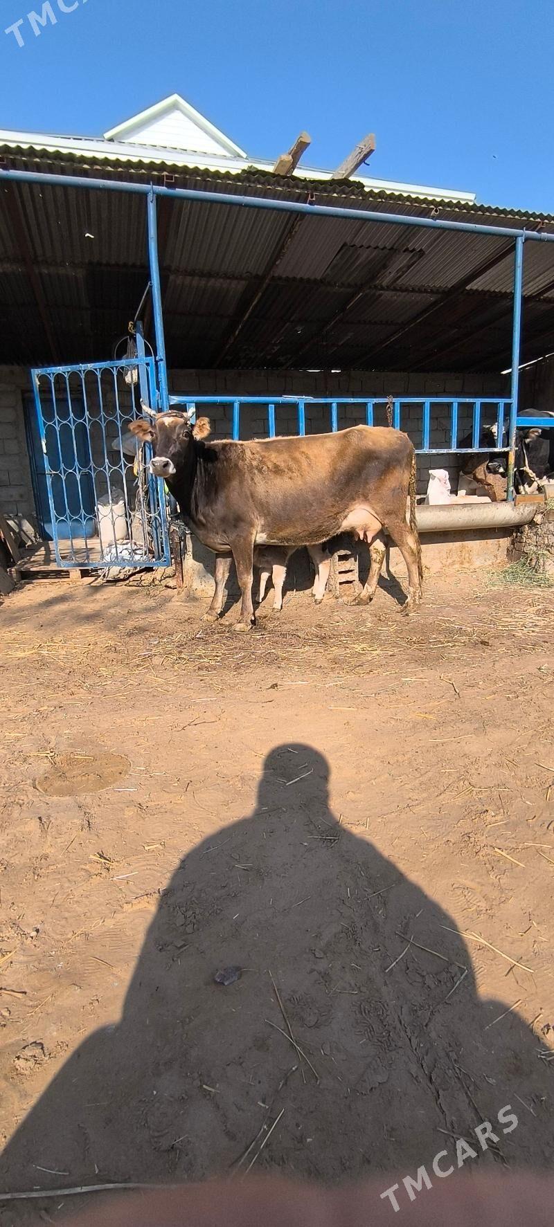 Göleli sygyr - Çoganly - img 6