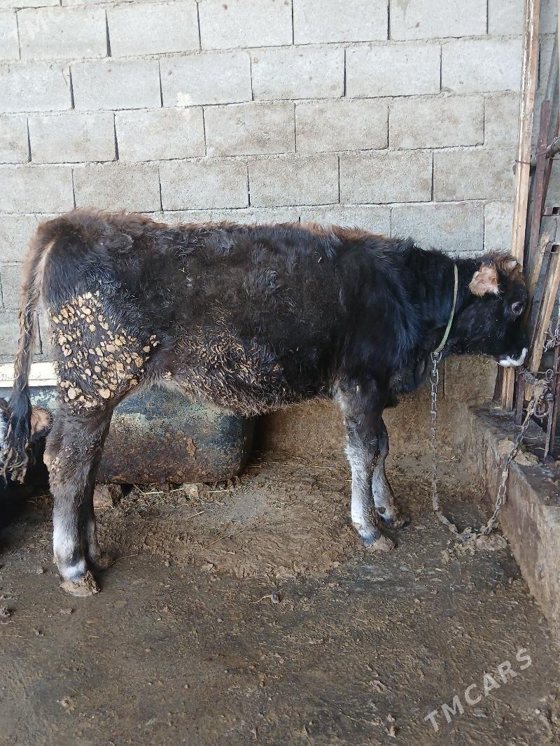 Tuwe - Gökdepe - img 2