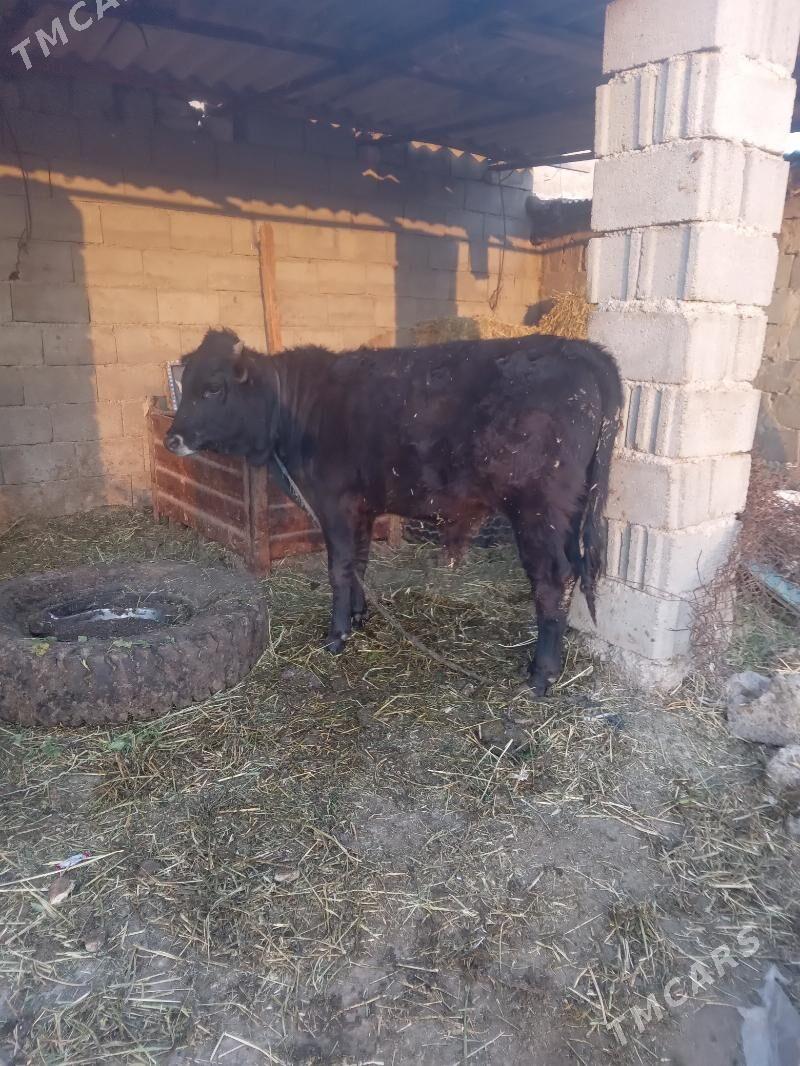 öküz - Бузмеин - img 2