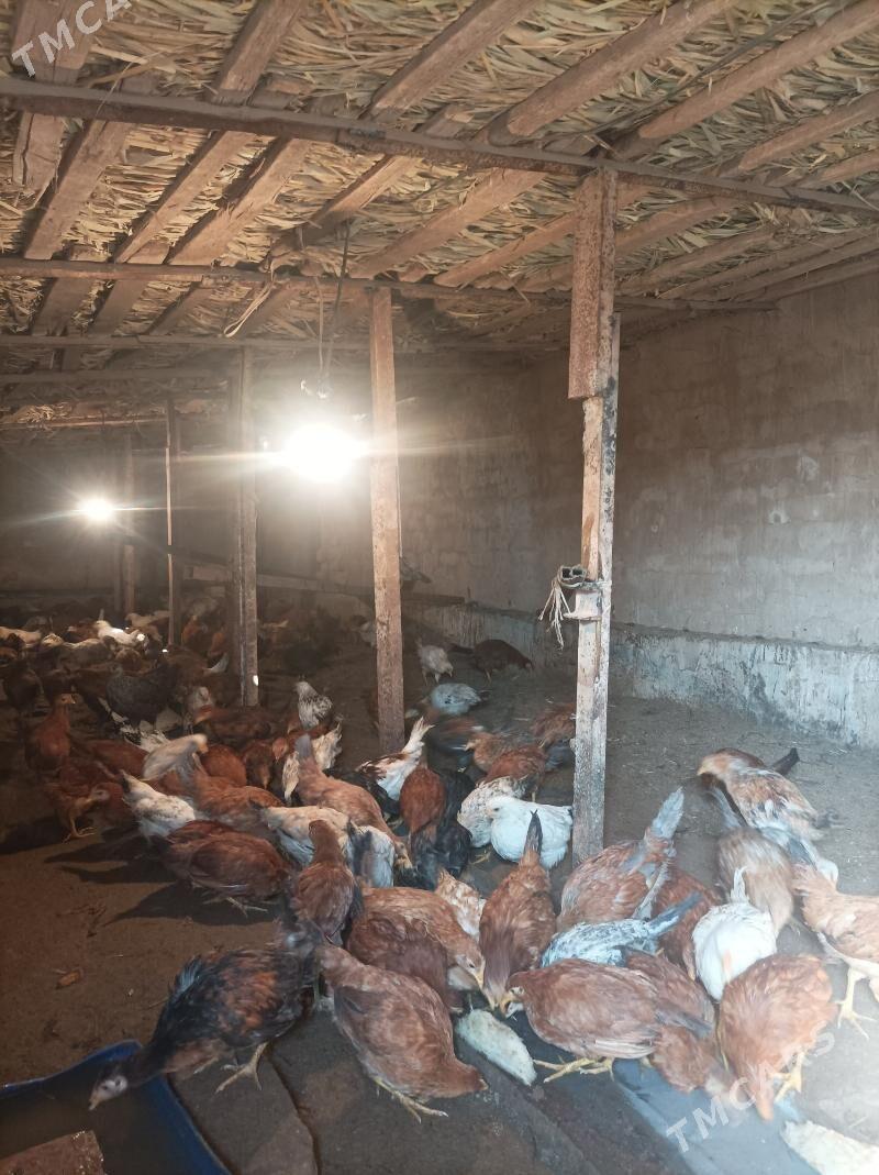 jujeler - Babadaýhan - img 3