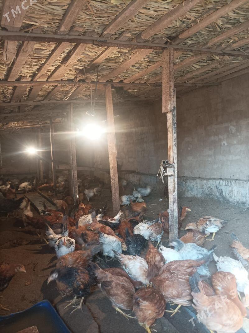 jujeler - Babadaýhan - img 2