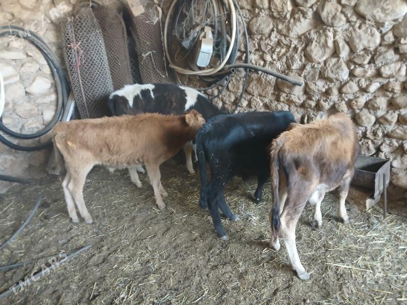 сыгырлар окуз - Балканабат - img 5