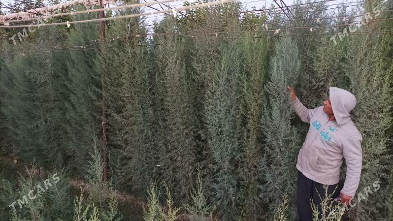 аризонка кипарис йолка - Сакар - img 4