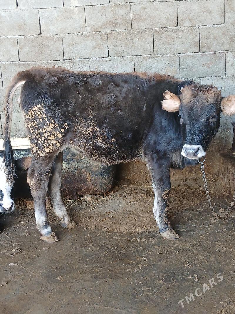 Tuwe - Gökdepe - img 3