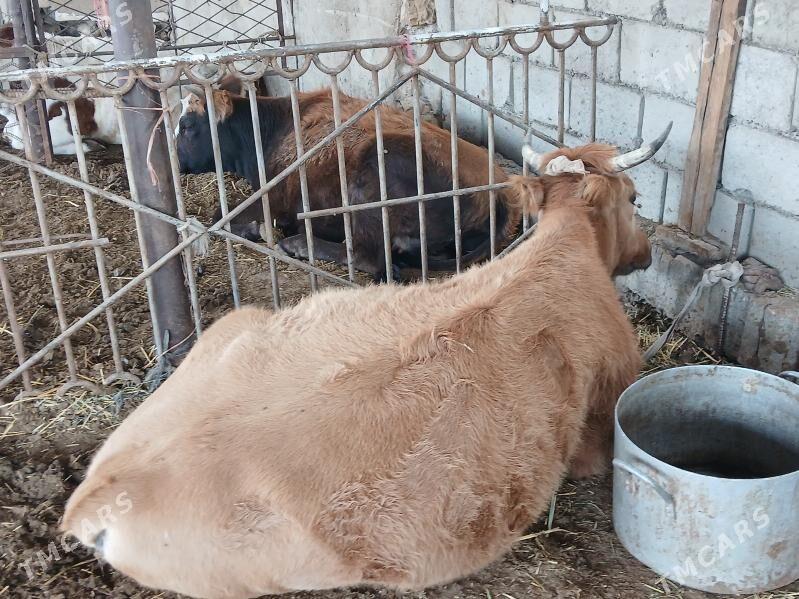 сыгырлар окуз - Балканабат - img 2