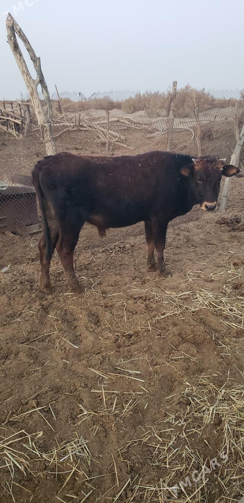 Okuz - Tejen - img 3