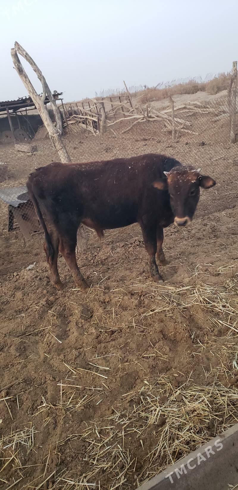 Okuz - Tejen - img 5