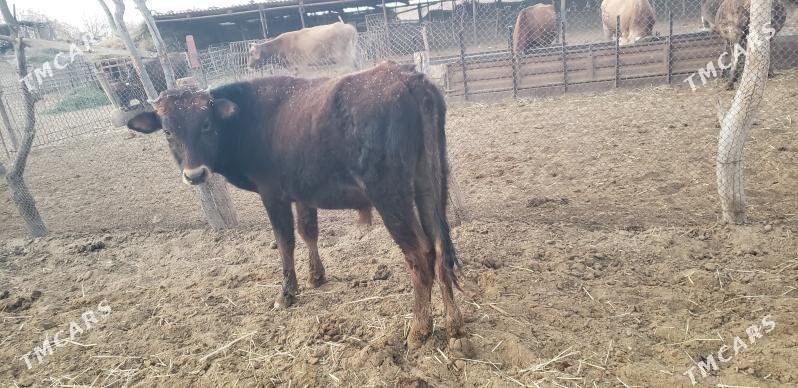 Okuz - Tejen - img 4