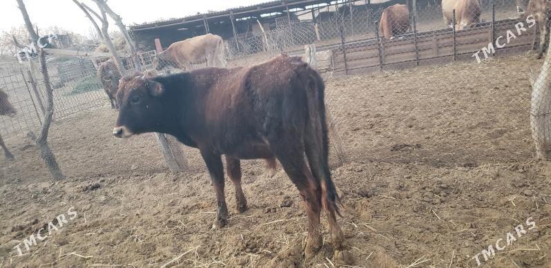 Okuz - Tejen - img 2