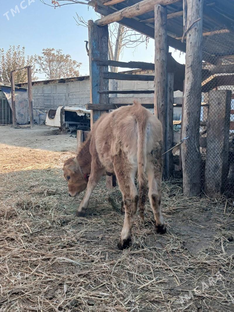 TÜWE - Gökdepe - img 3