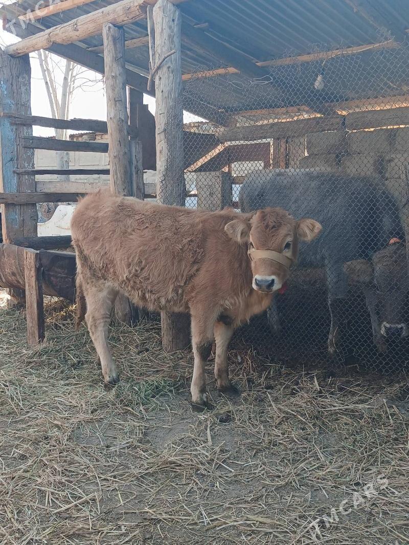 TÜWE - Gökdepe - img 1