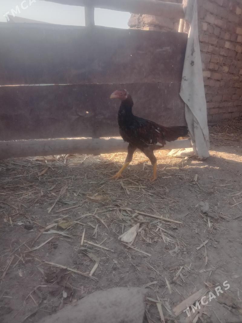 baysy juje - Seýdi - img 4