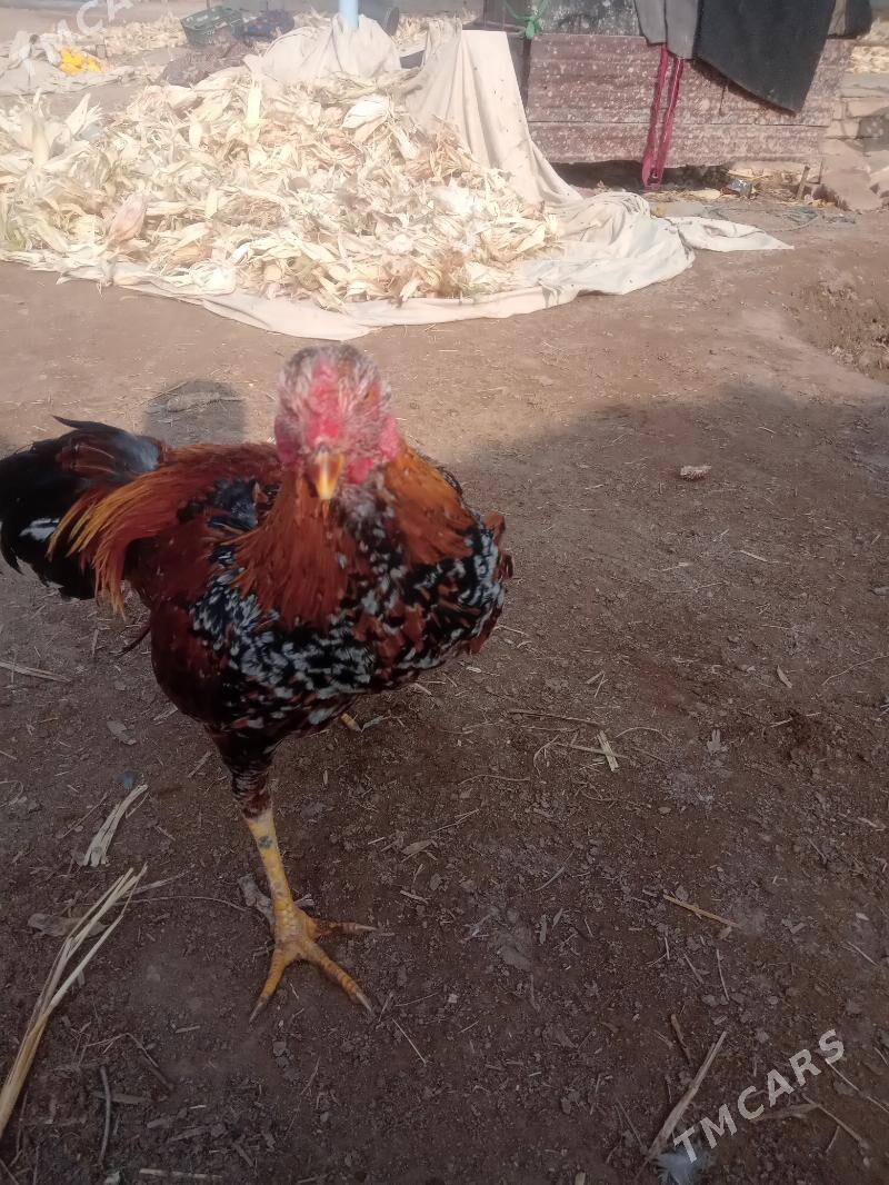 baysy juje - Seýdi - img 2