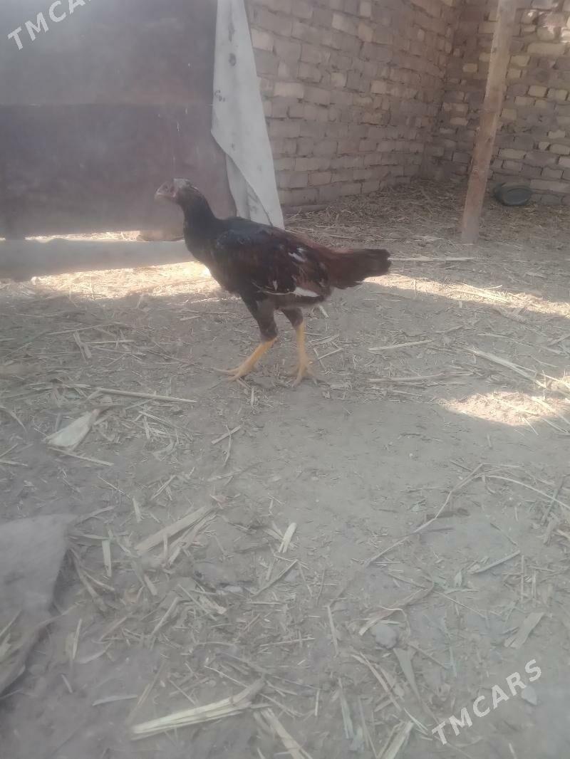 baysy juje - Seýdi - img 5