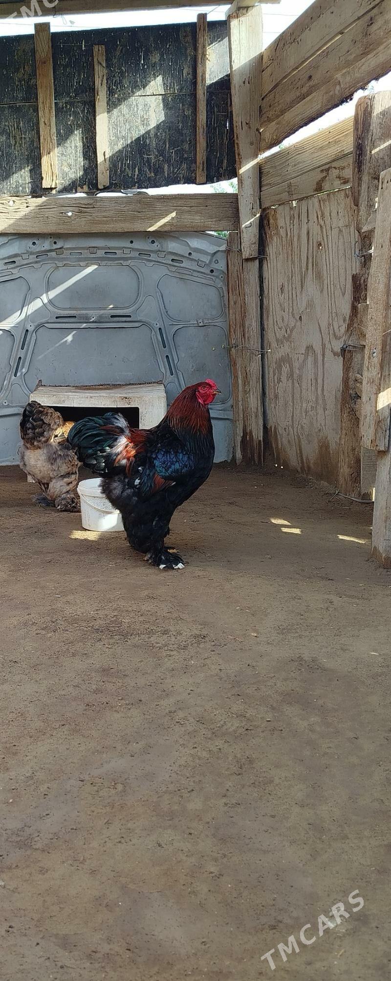 brama horaz - Jebel - img 2