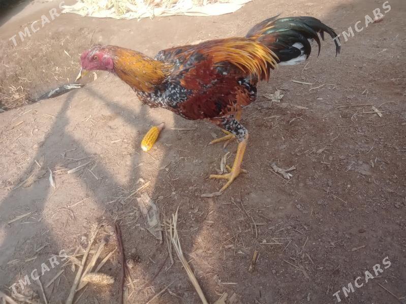 baysy juje - Seýdi - img 3