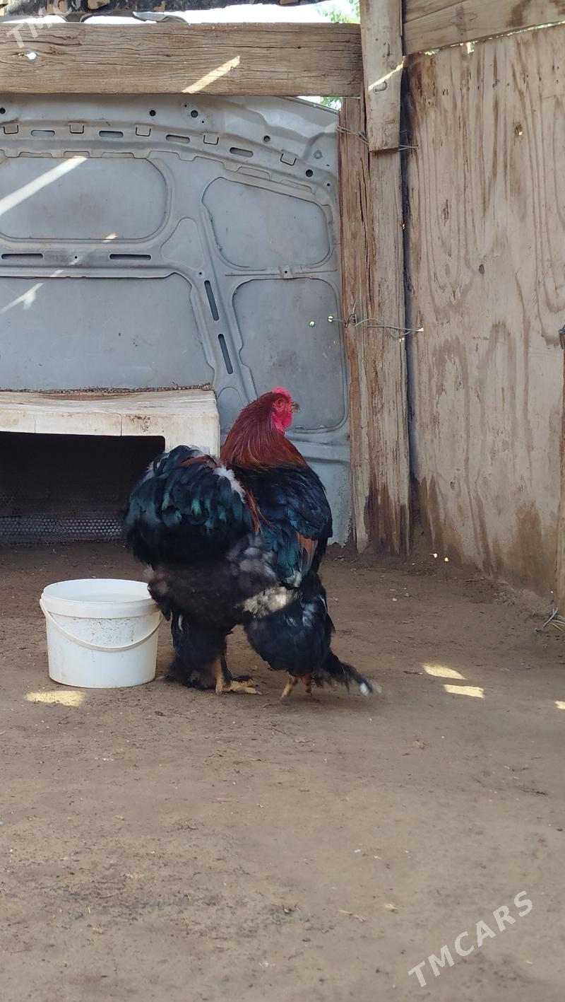 brama horaz - Jebel - img 3