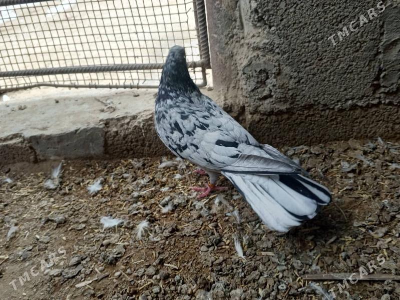 kepderi - Jebel - img 1