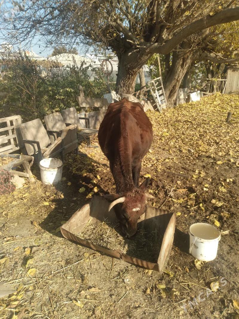 gysyr sygyr - Sakarçäge - img 2