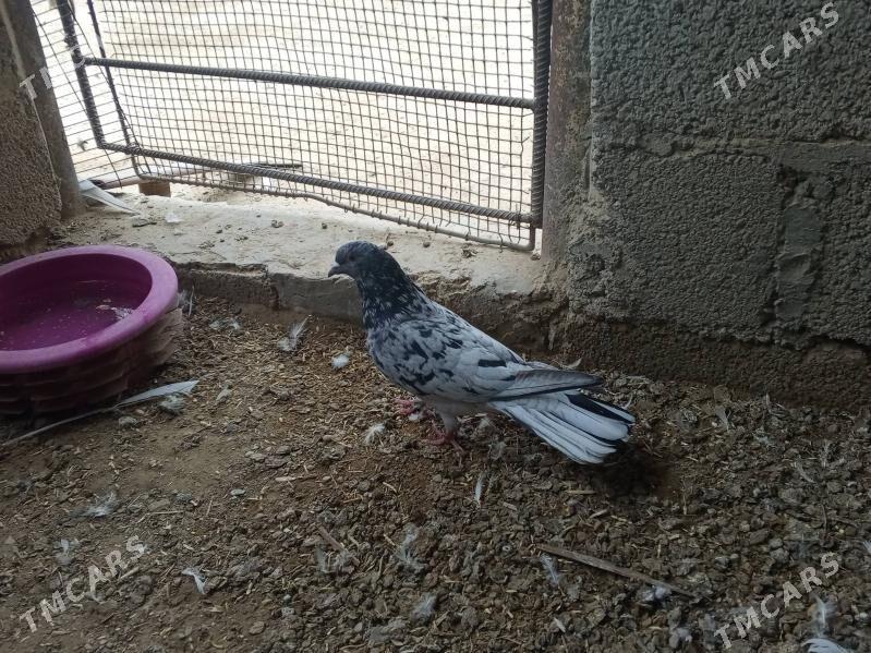 kepderi - Jebel - img 2