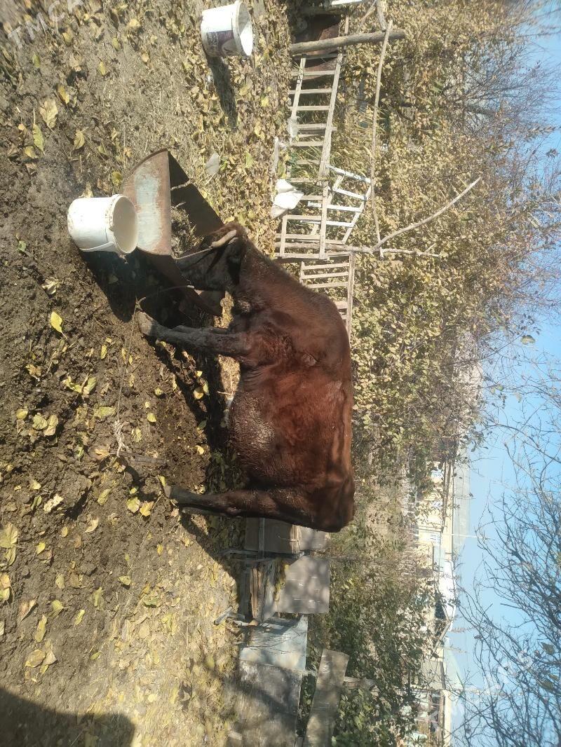 gysyr sygyr - Sakarçäge - img 3