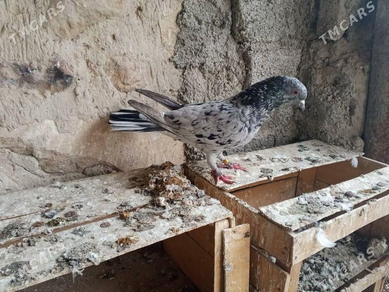 kepderi - Jebel - img 3